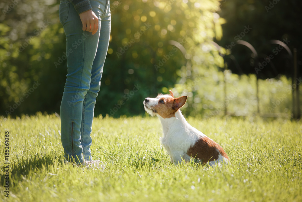 Girl playing with a dog. Jack Russell Terrier in nature. Summer Girl playing with a dog. Jack Russell Terrier in nature. Summer
