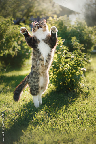 Fototapeta Naklejka Na Ścianę i Meble -  Fluffy cat standing on hind legs