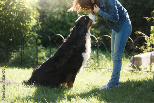 The girl with the pet. Bernese mountain dog in nature