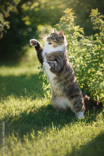 Fototapeta Naklejka Na Ścianę i Meble -  Fluffy cat standing on hind legs