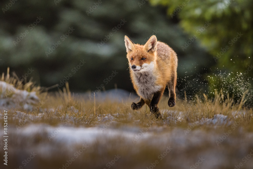 Red fox in the woods(Vulpes vulpes) Red fox in the woods(Vulpes vulpes)