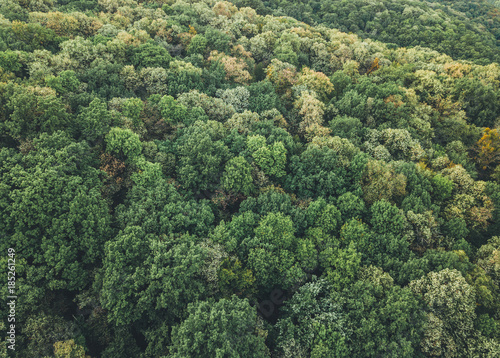 Aerial view of the forest in autumn