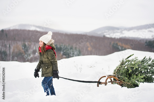 A small girl pulling a Christmas tree in forest.