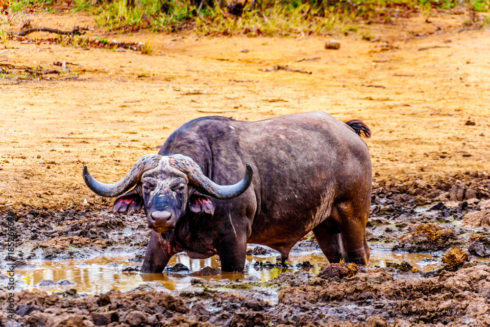 Obraz premium Swamp Water Buffalos standing in a pool of mud in Kruger National Park in South Africa