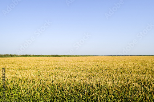 Field of rice in the rice paddies
