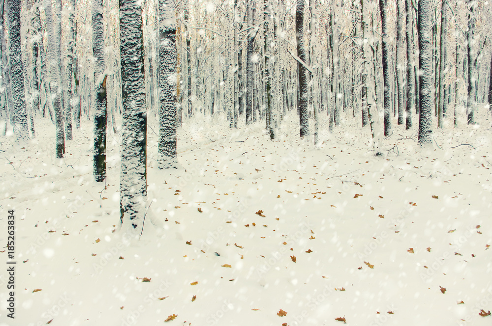 Fototapeta premium Winter forest on sun