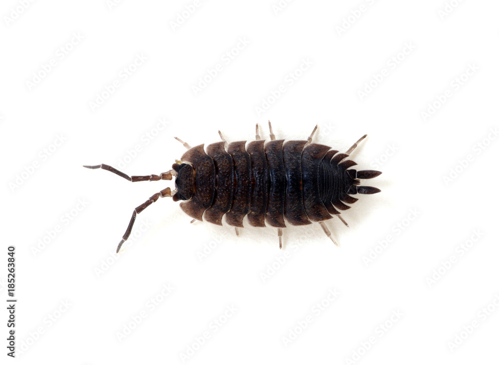 Woodlouse isolated on white
