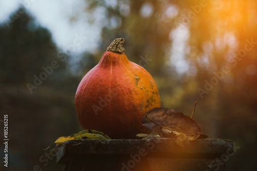 Autumn fruit