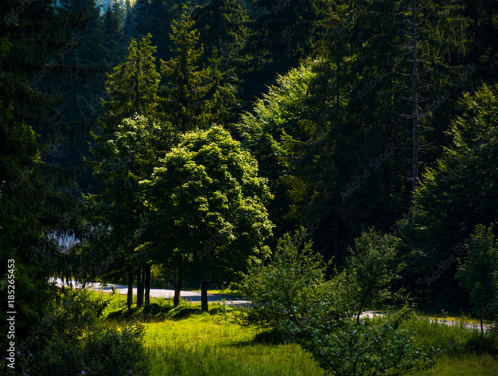 spot of light on some trees in forest. beautiful summer nature scenery of TransCarpathia. spot of light on some trees in forest. beautiful summer nature scenery of TransCarpathia.