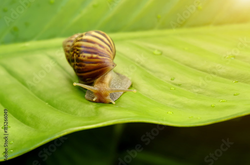 Snail walking slowly On the green leaf The leaves are green as the background.