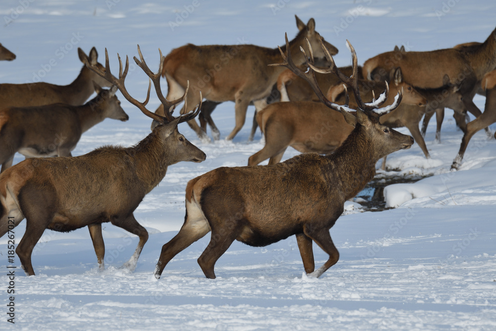Obraz premium Deers deerskin walking in the winter on the snow 