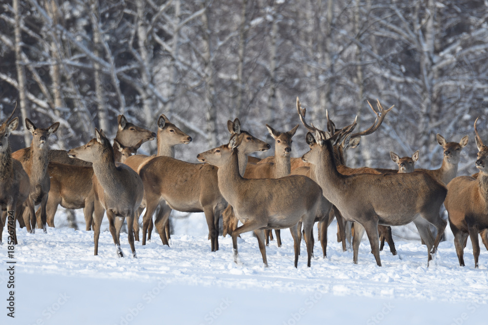 Deers deerskin walking in the winter on the snow Deers deerskin walking in the winter on the snow
