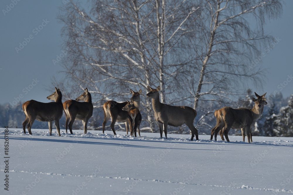 Deers deerskin walking in the winter on the snow Deers deerskin walking in the winter on the snow