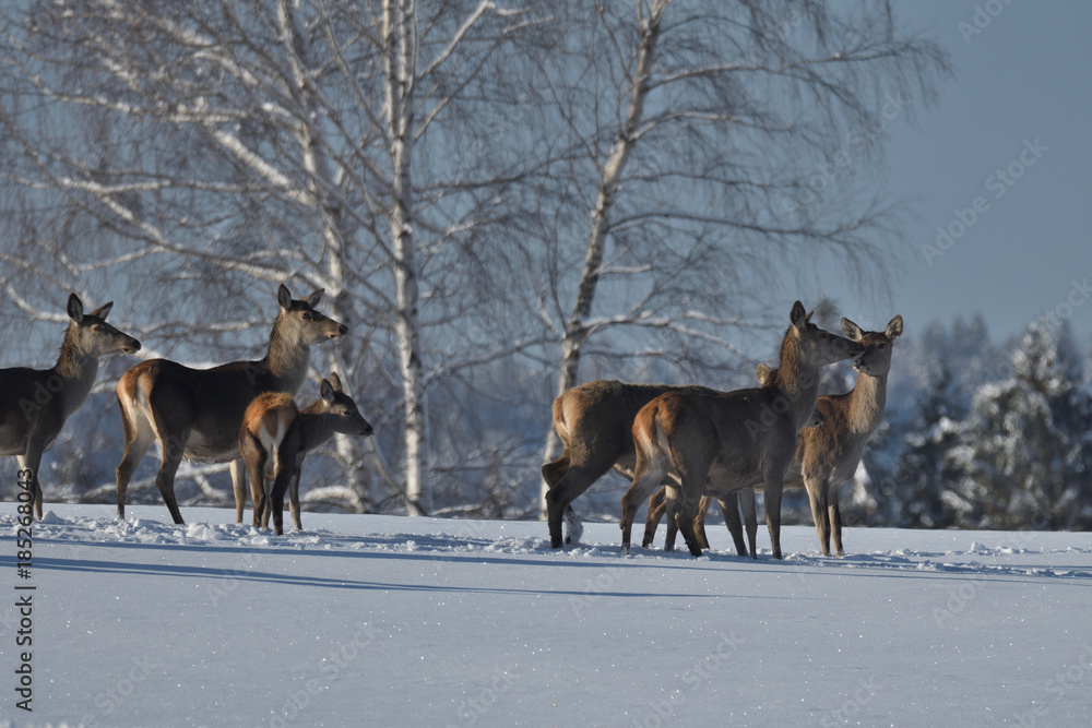 Naklejka premium Deers deerskin walking in the winter on the snow