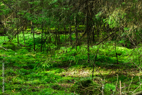 Fototapeta Naklejka Na Ścianę i Meble -  Sanset in green forest with row of sunrays.
