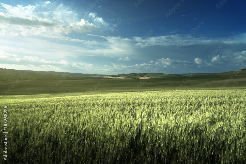Green field of wheat in Tuscany, Italy