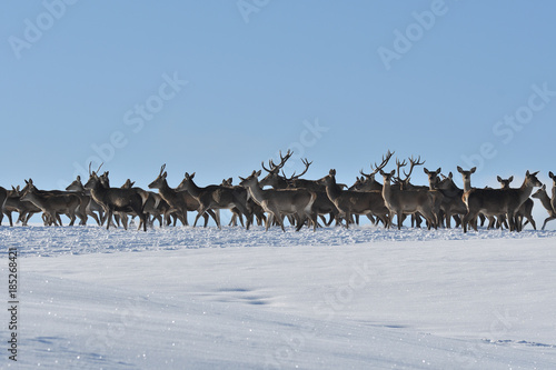 Deers deerskin walking in the winter on the snow 