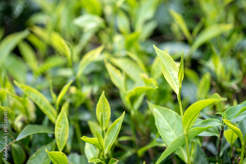 Close-up photograph of tea plant