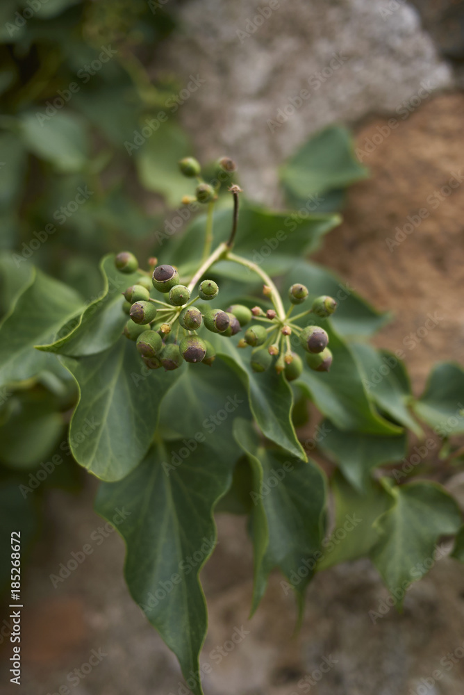 Hedera helix Hedera helix