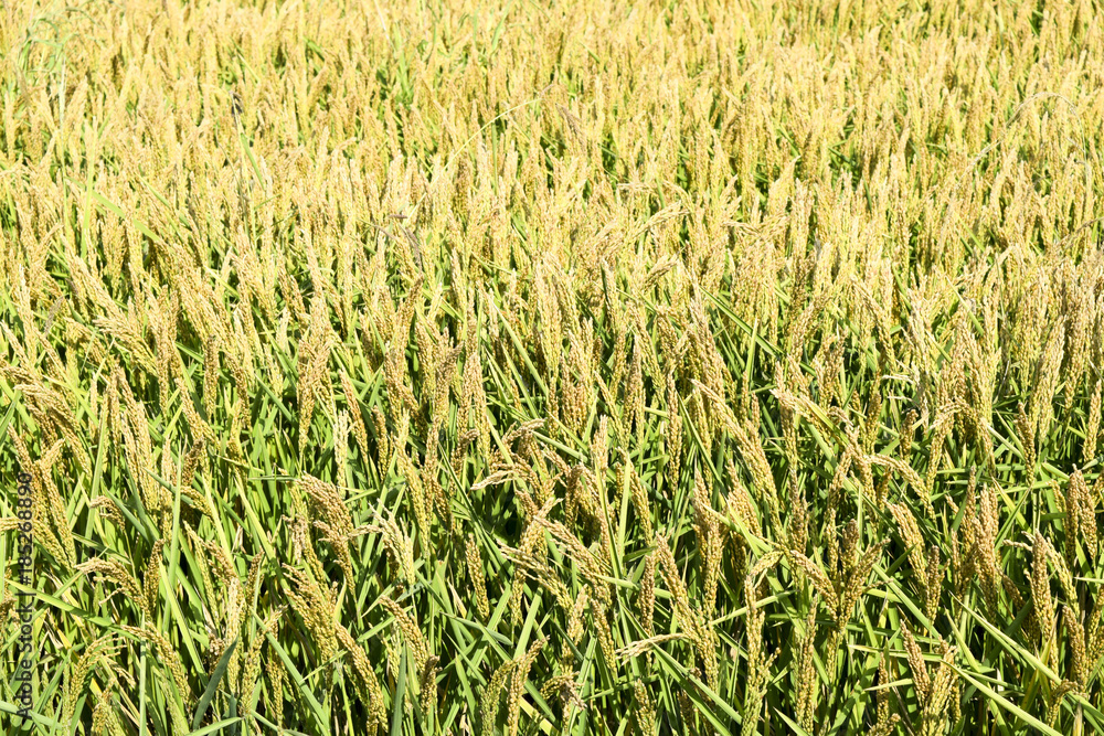 Field of rice in the rice paddies. Rice cultivation in temperate climates. Field of rice in the rice paddies. Rice cultivation in temperate climates.