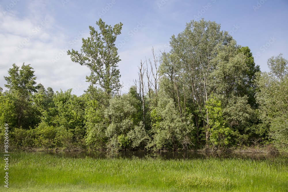 Fototapeta premium Green field, trees and dramatic grey sky, Lonjsko Polje, Croatia
