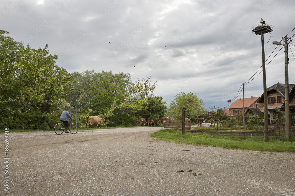 Obraz premium village in the nature reserve Lonjsko Polje with traditionnal houses, a farmer taking his cows back to the farm on his bike and a stork in its nest, Croatia