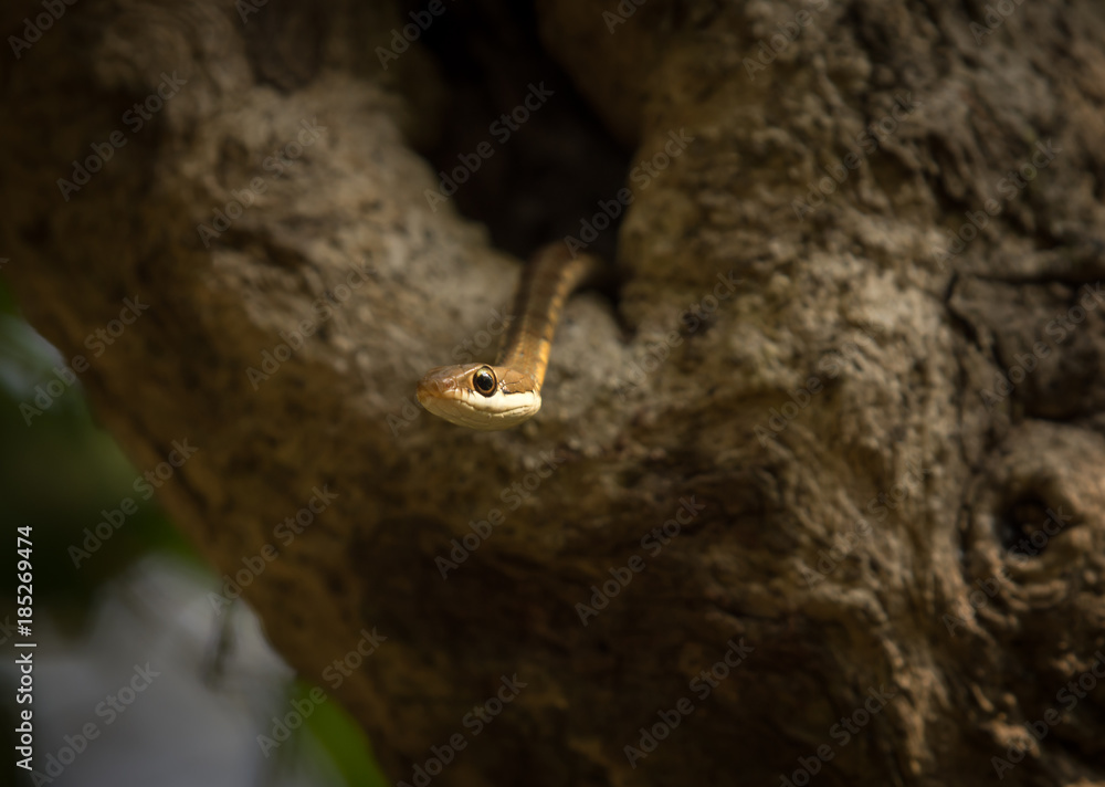 Bronze Backed Tree Snake in its habitat Bronze Backed Tree Snake in its habitat