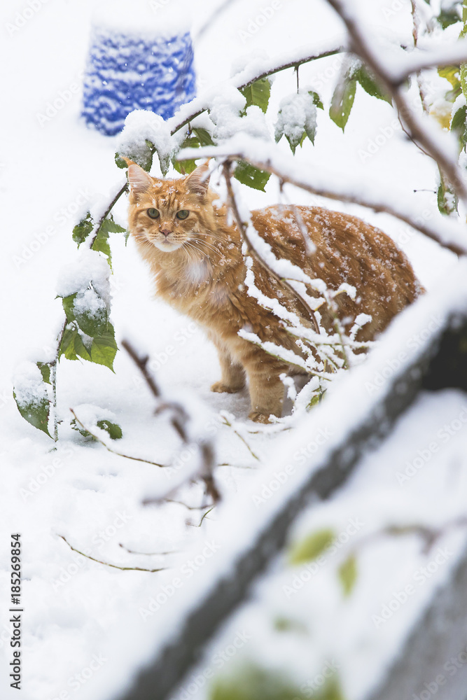 Obraz premium Ginger maincoon cat under the snow in the winter