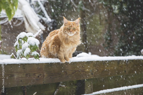 Ginger maincoon cat under the snow in the winter