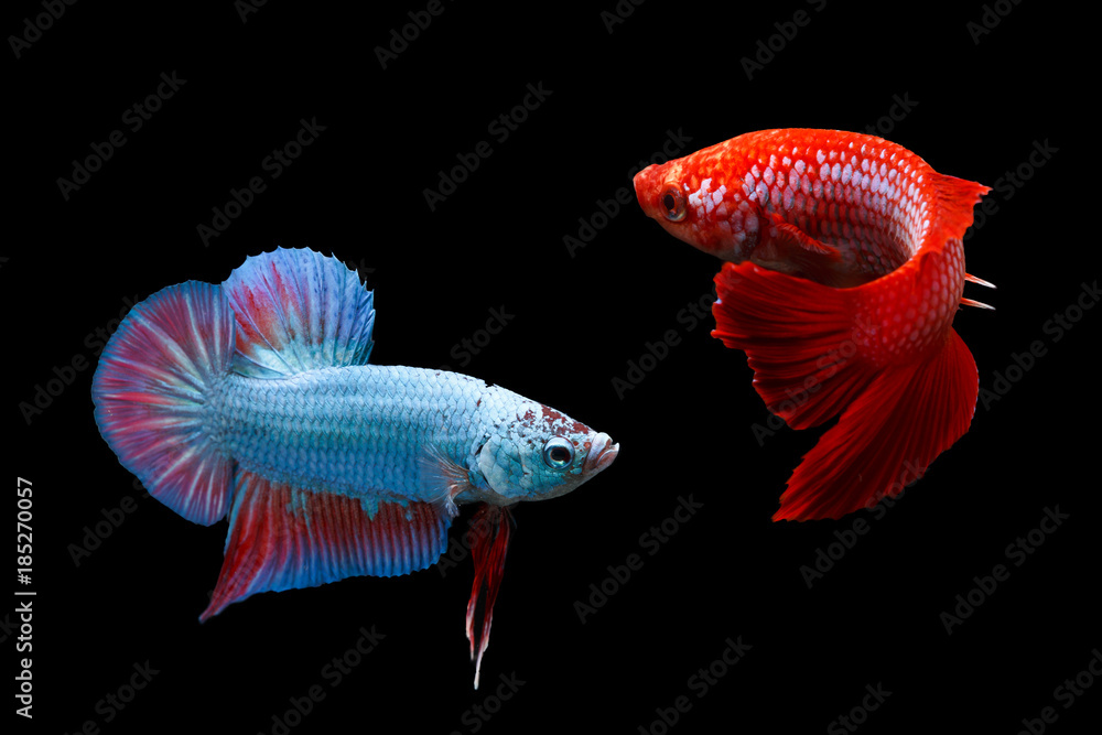 Two siamese fighting fishes isolated on black background Two siamese fighting fishes isolated on black background