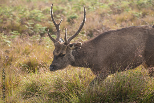 Sambar deer in wild