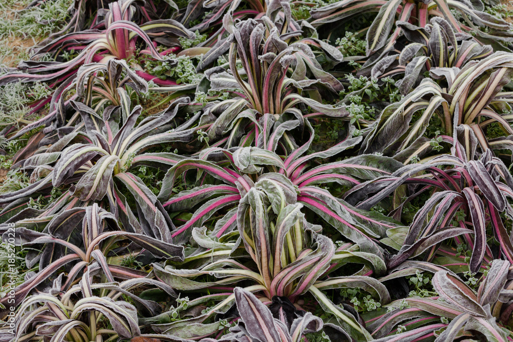 frost salad after a cold night in winter frost salad after a cold night in winter