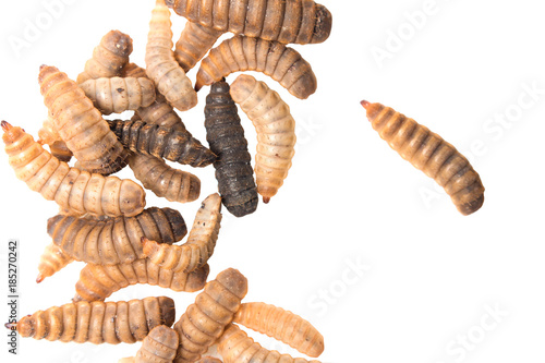 black soldier fly larvae isolated on white background