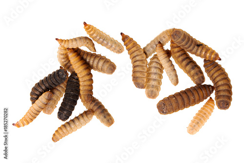 black soldier fly larvae isolated on white background