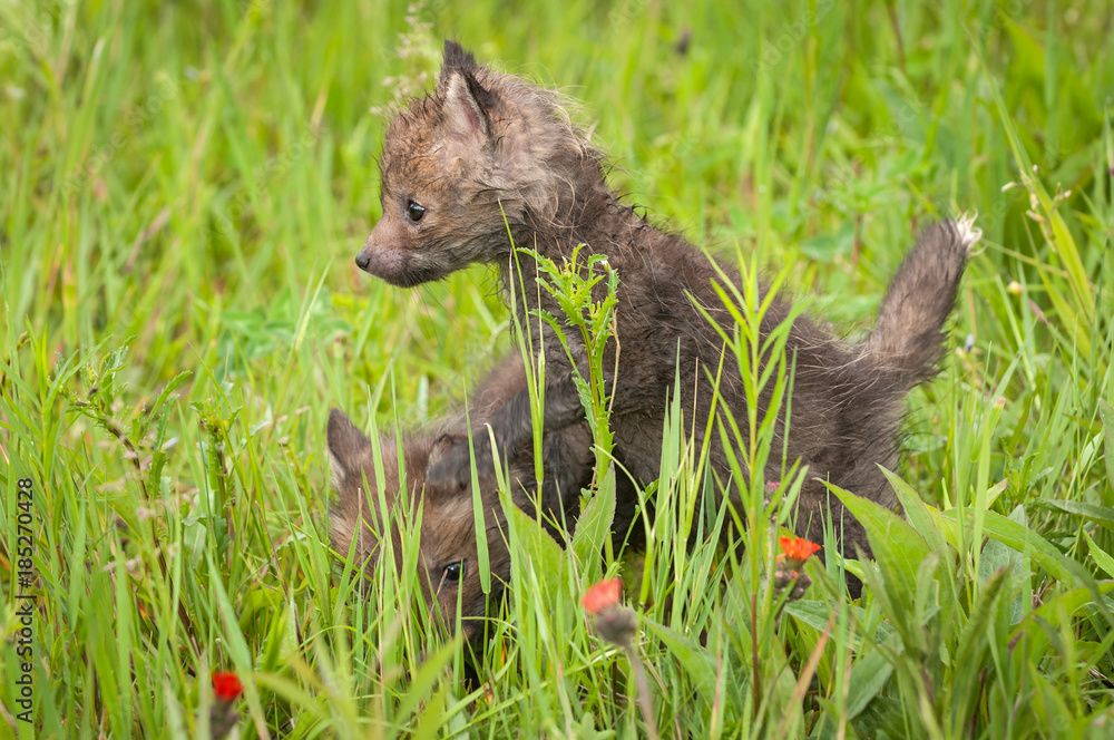 Red Fox (Vulpes vulpes) Kit Climbs on Siblings Back Red Fox (Vulpes vulpes) Kit Climbs on Siblings Back