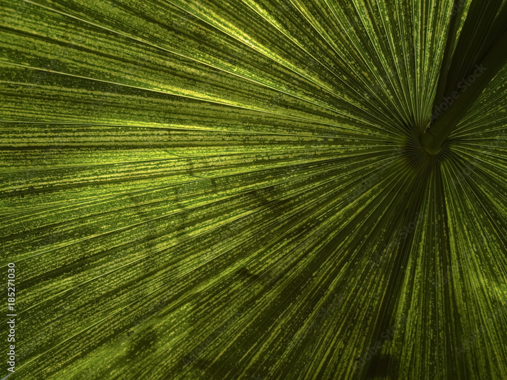 Obraz premium Close up of tropical leaf