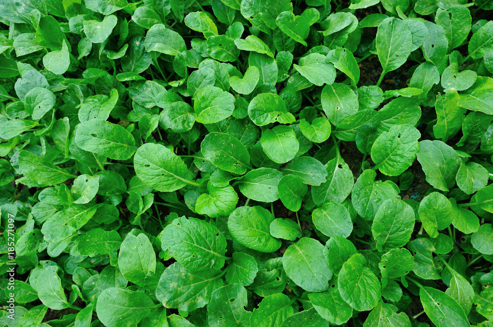 Green choy sum in growth at vegetable garden Green choy sum in growth at vegetable garden