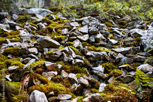 green moss on the rock, ideal for background and texture effect photo