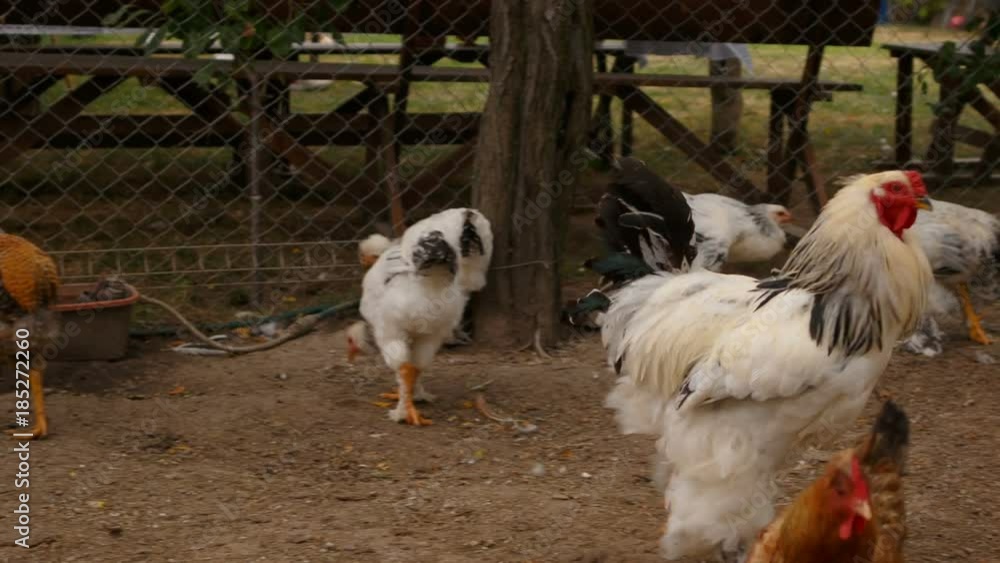 Telephoto shot of a large free range Brahma chicken rooster walking
