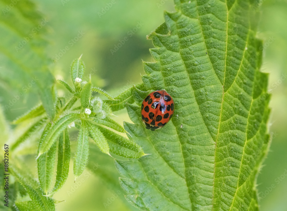 ladybug on green leaf ladybug on green leaf