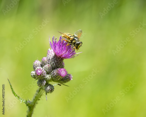 Hoverfly on thistle flower © PRILL Mediendesign