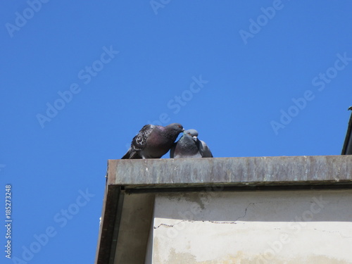 Wallpaper Mural Piccioni Torontodigital.ca