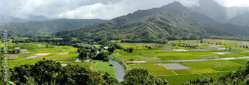 Taro Farms - Panoramic view of green taro fields at the foot of misty mountains near Hanalei Bay, Kauai, Hawaii, USA. photo