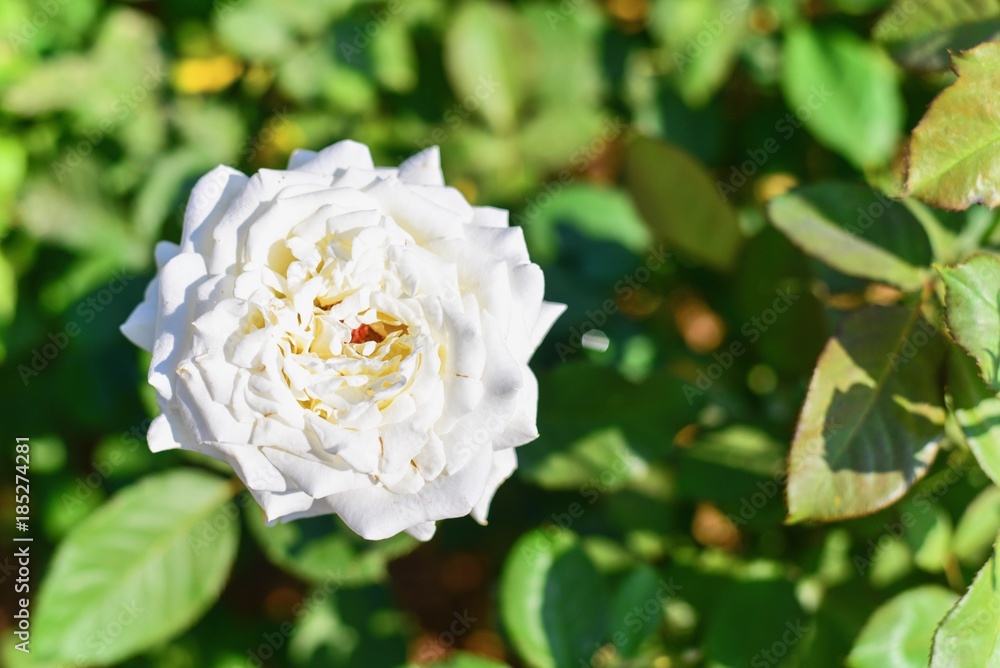 Beautiful White Rose in a Garden