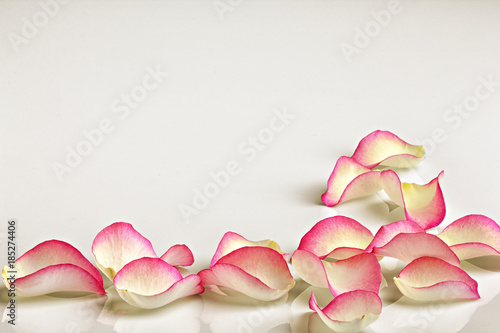 Rose petals with red edges, beautiful pastel background