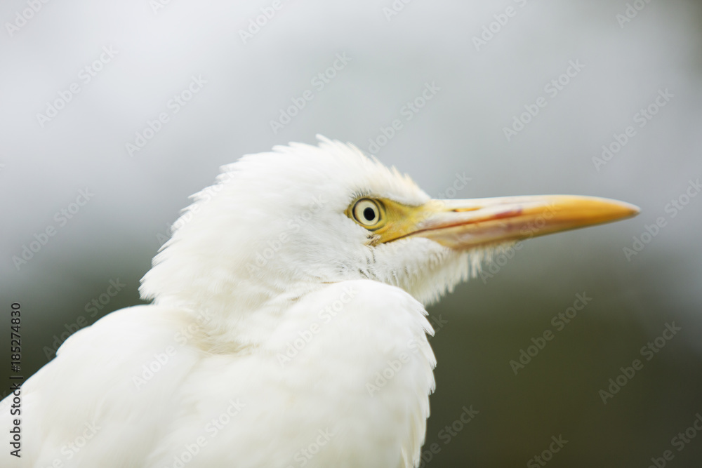 White Egret White Egret