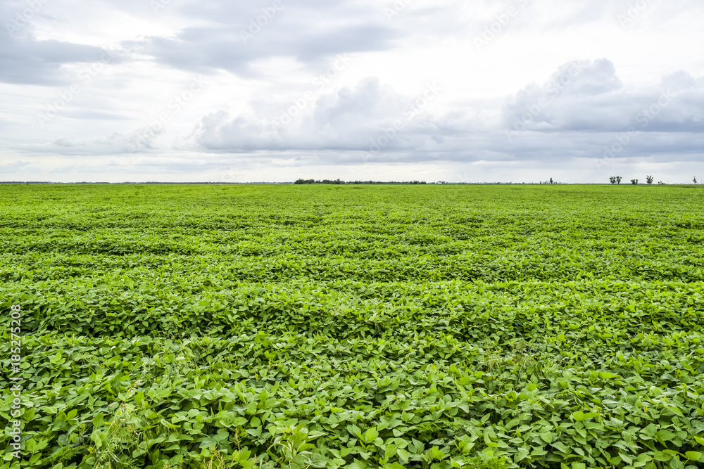 Soy field. Cultivation of soy in an open ground on fields of Kuban.