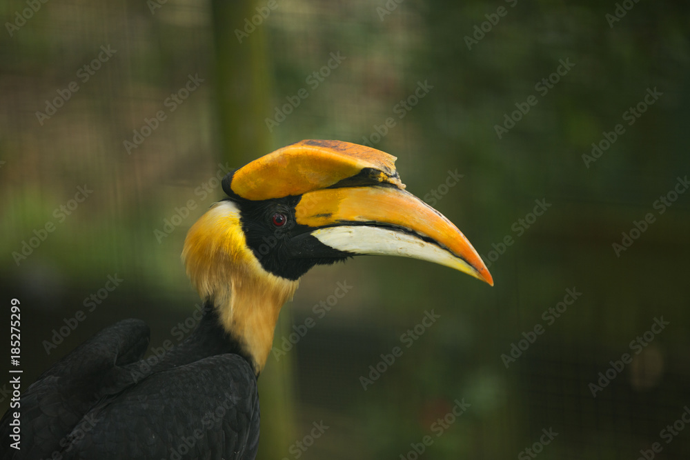 Yellow Hornbill of Malaysia