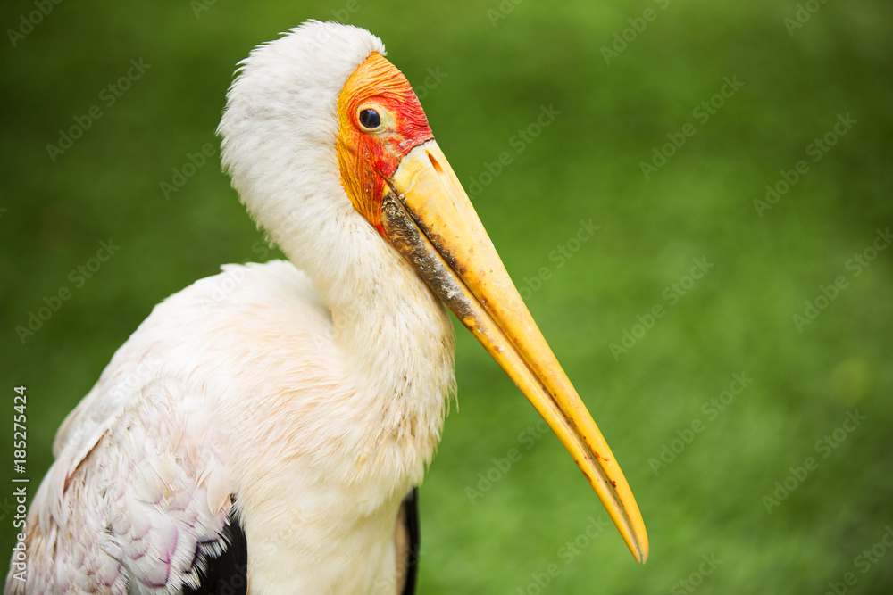 Stork of Malaysia