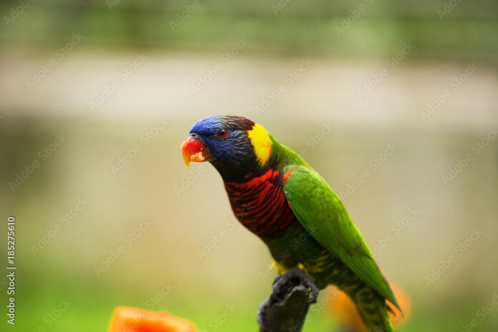 Naklejka premium Colorful Birds of Malaysia